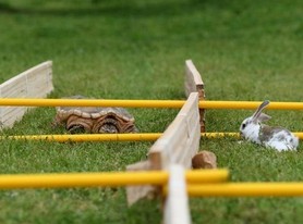 龟兔赛跑现实版：兔子没睡觉还是赢不了